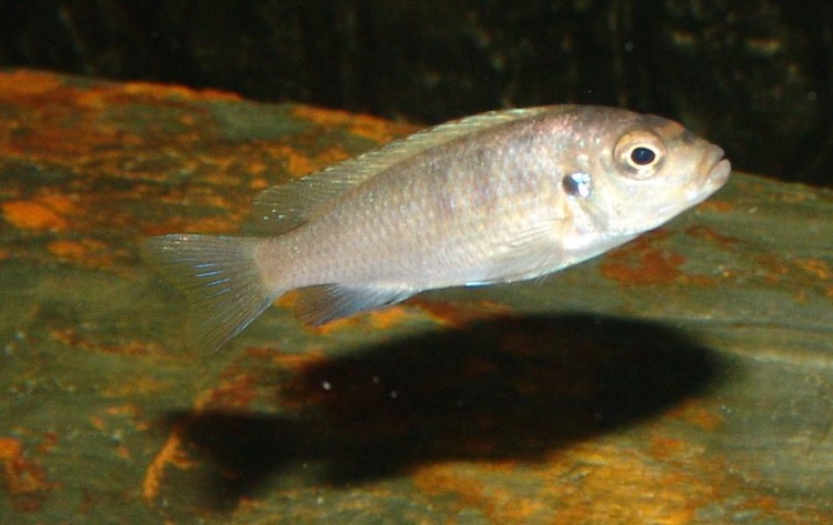 Maylandia aurora 'Likoma Island'